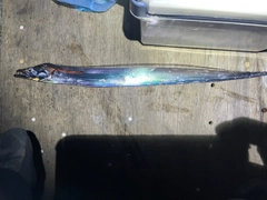 タチウオの釣果