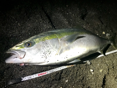 ブリの釣果