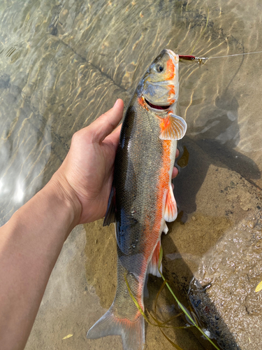 ウグイの釣果