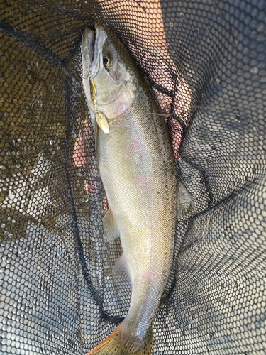 ウグイの釣果