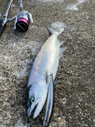 サクラマスの釣果