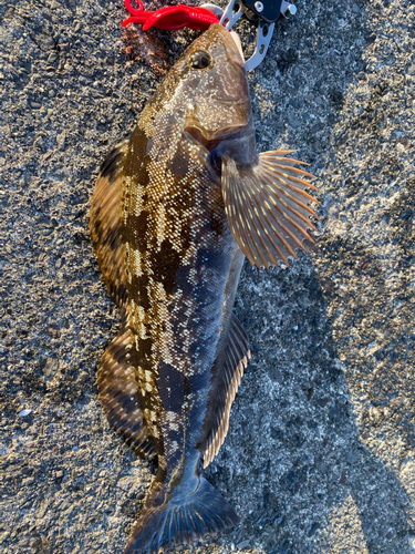 アイナメの釣果