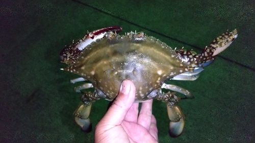 ワタリガニの釣果