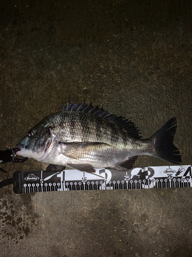 クロダイの釣果