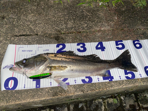 シーバスの釣果