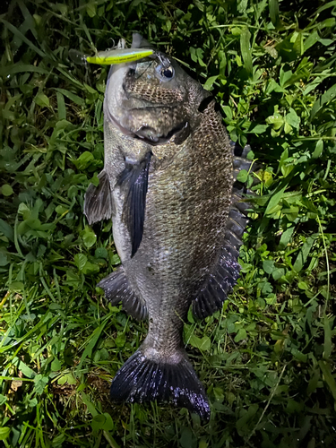 チヌの釣果