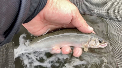 アユの釣果