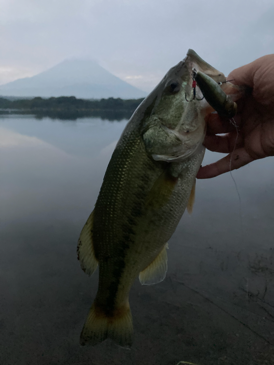 ブラックバス