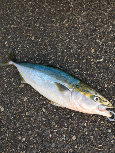 メジロの釣果