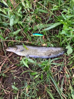 ナマズの釣果