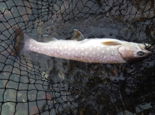 アメマスの釣果