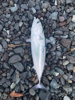 マルソウダの釣果