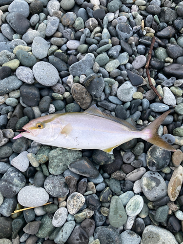 ショゴの釣果