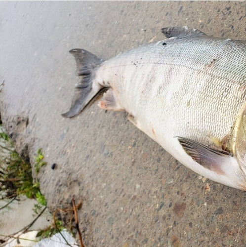 サケの釣果