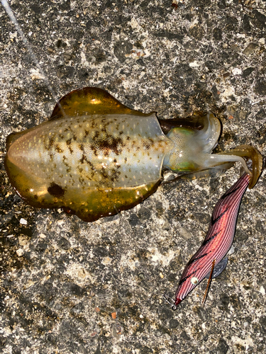 アオリイカの釣果