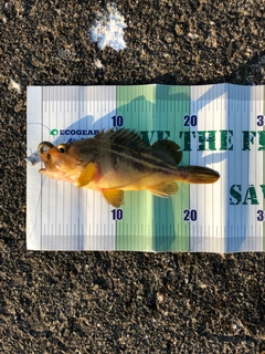 シマソイの釣果