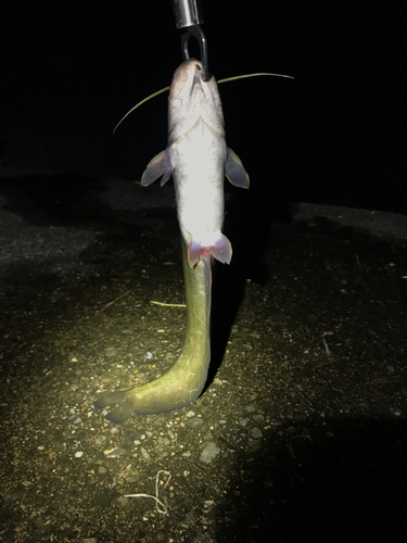 マナマズの釣果