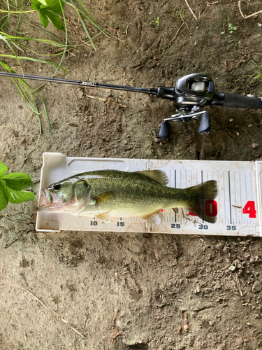 ラージマウスバスの釣果