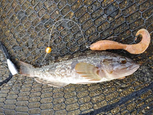 アイナメの釣果