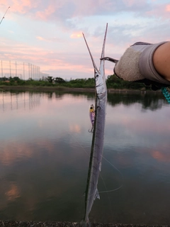 ダツの釣果