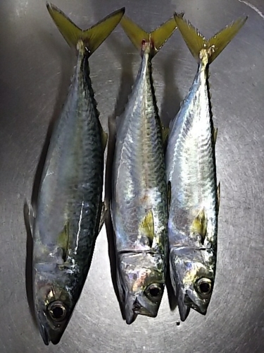 サバの釣果