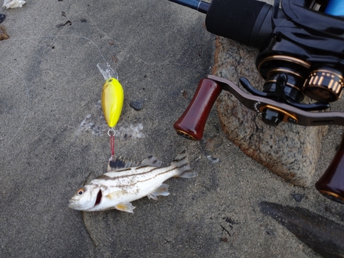 コトヒキの釣果