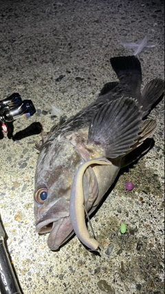 クロソイの釣果