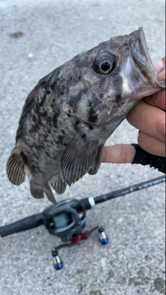 クロソイの釣果