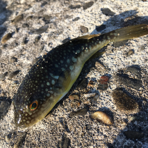 フグの釣果