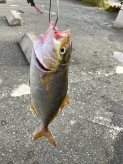 ショゴの釣果