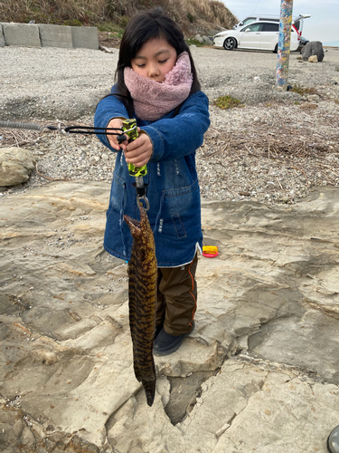 ウツボの釣果