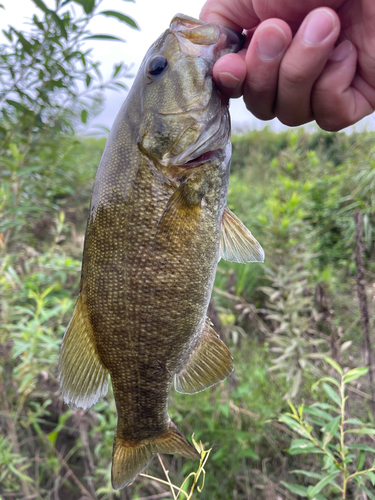 スモールマウスバスの釣果