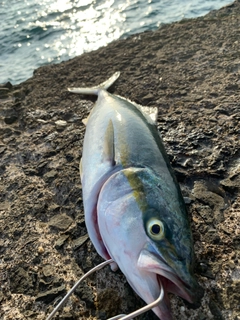 イナダの釣果