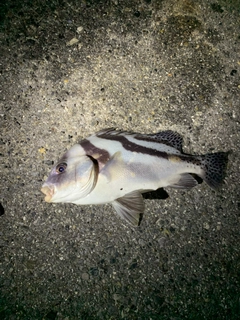 コショウダイの釣果