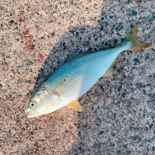 ワカシの釣果