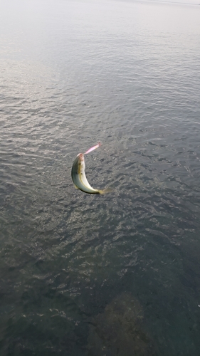 ツバスの釣果