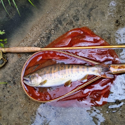 ヤマメの釣果