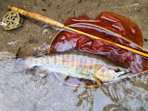 ヤマメの釣果