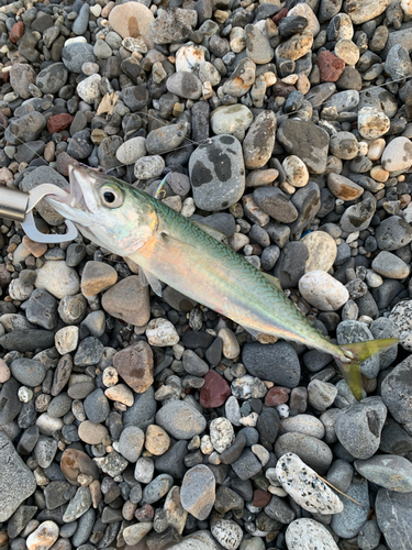 サバの釣果