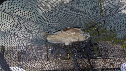 ヘラブナの釣果