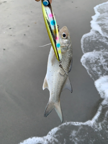 ツバメコノシロの釣果