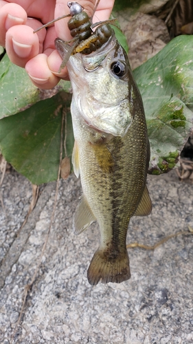 ラージマウスバスの釣果