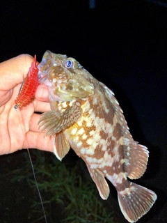 アヤメカサゴの釣果