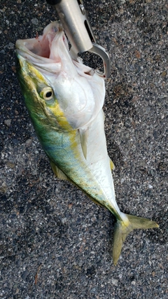 ツバスの釣果