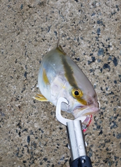 ショゴの釣果