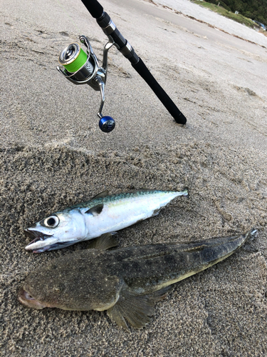 マゴチの釣果