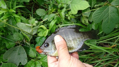 ブルーギルの釣果