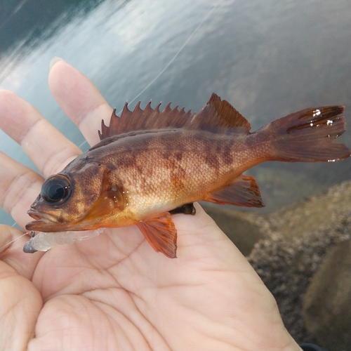 アカメバルの釣果