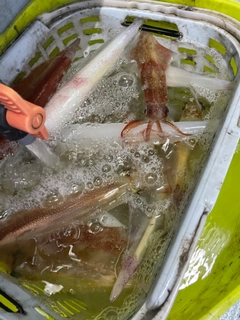 ケンサキイカの釣果