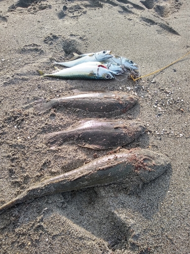 サバの釣果